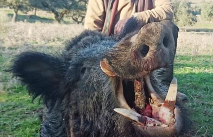 Montería en Herdades