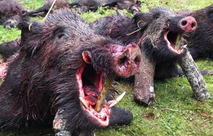 Montería en Señorío de La Granja