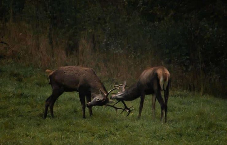 Montería en la Víbora