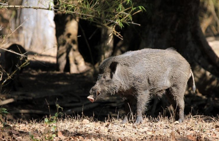 Montería en La Muela