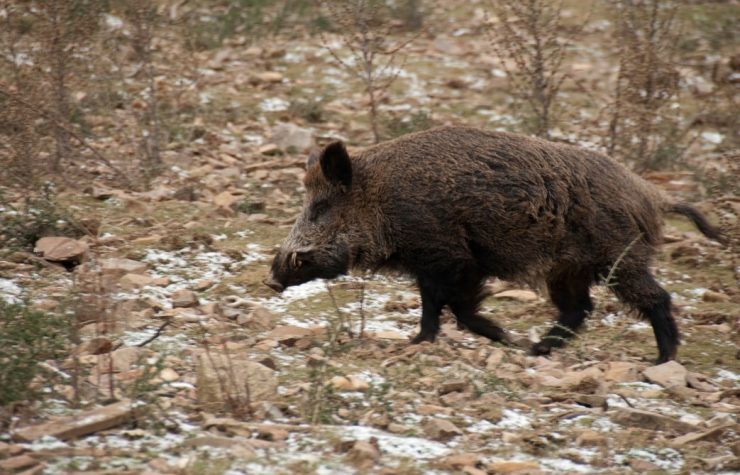 Montería en La Pedrera