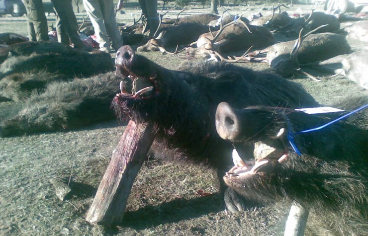 Montería en Valgordo