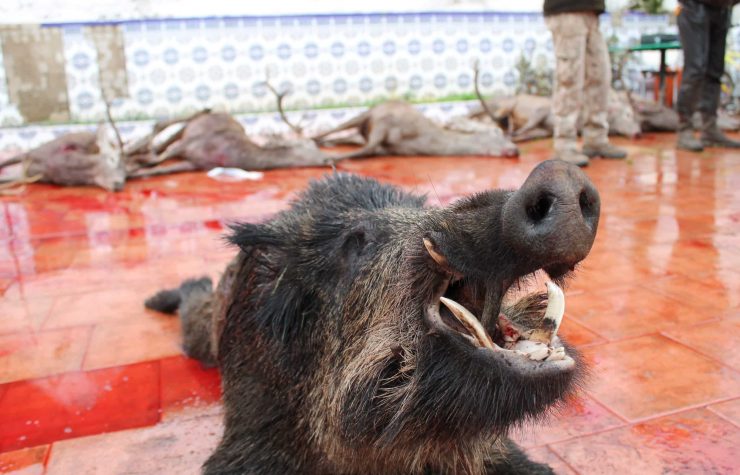 Montería en Solana De Peñaquemada