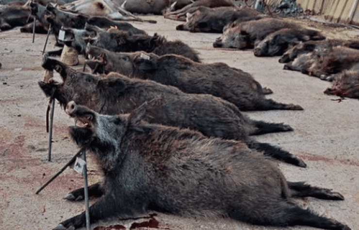 Montería en Cabrahigos I.