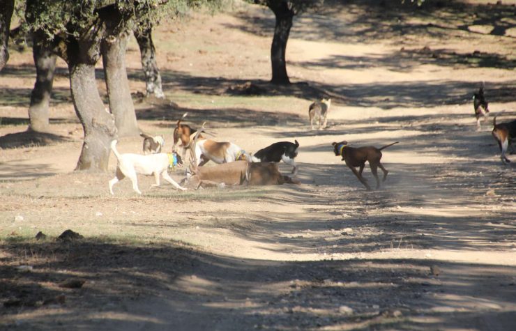 Montería en Los Lagares.