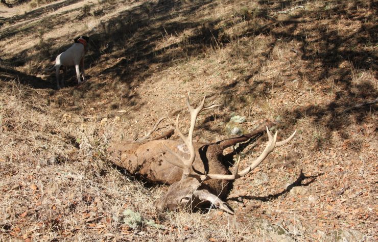 Montería en Chirivias