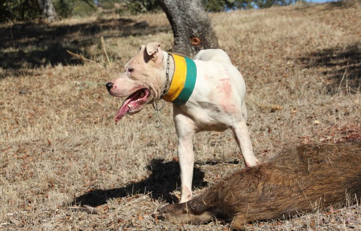 Montería en La Umbría.
