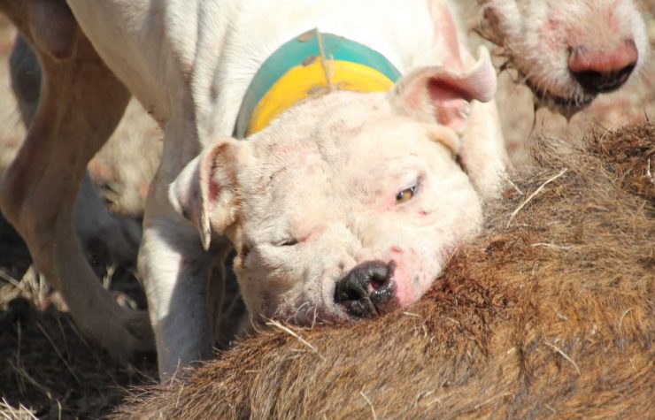 Montería en Chirivías.