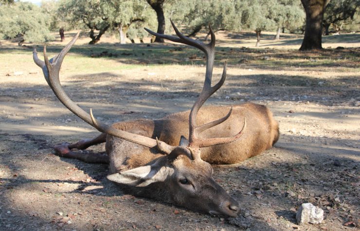 Montería en el Trujal II