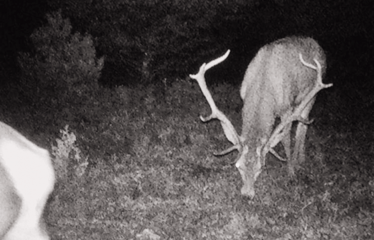 Montería en Torremocha