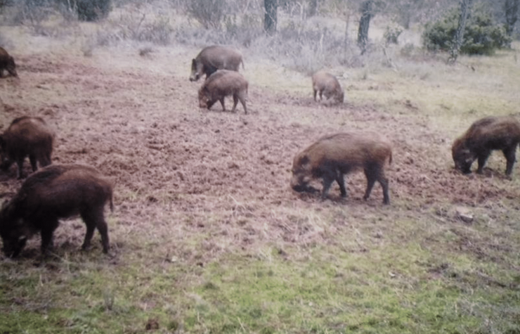 Montería en Villahermosa