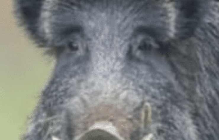 Montería en Los Vallejos