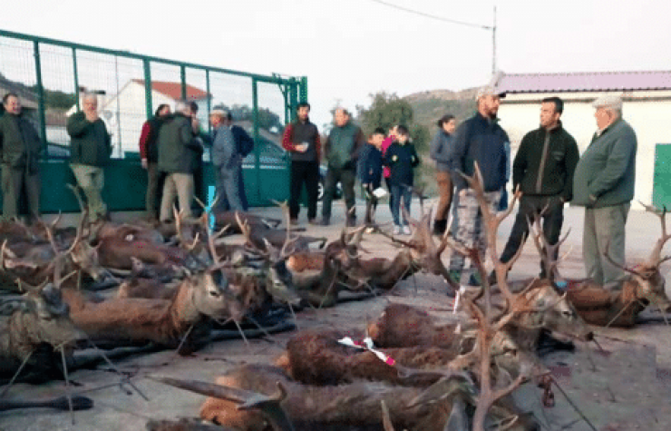 Montería en La Toledana