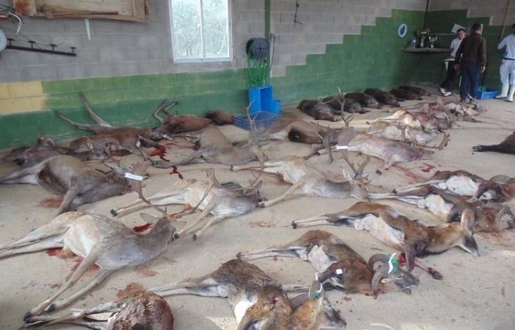 Montería en Los Riverillos