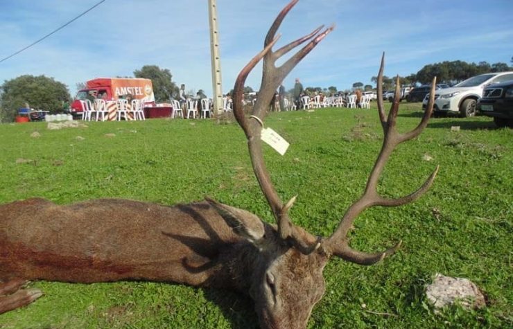 Montería en Pegamonal