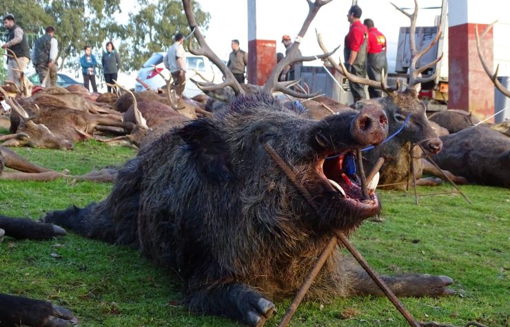 Montería en Escudera