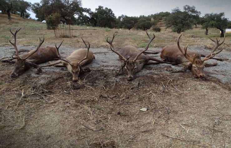 Montería en Valdelayegua