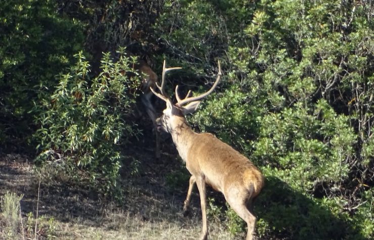 Montería en Mediacacha