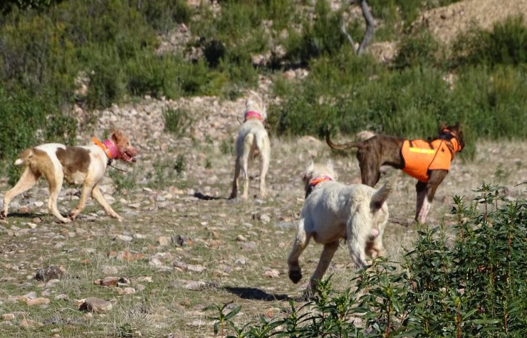 Montería en Cerro Parralejo