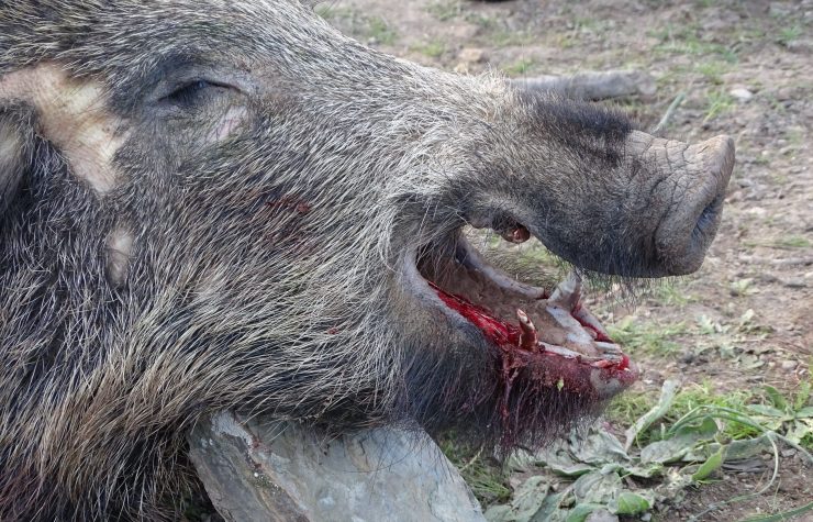 Montería en Loma de la Herrera