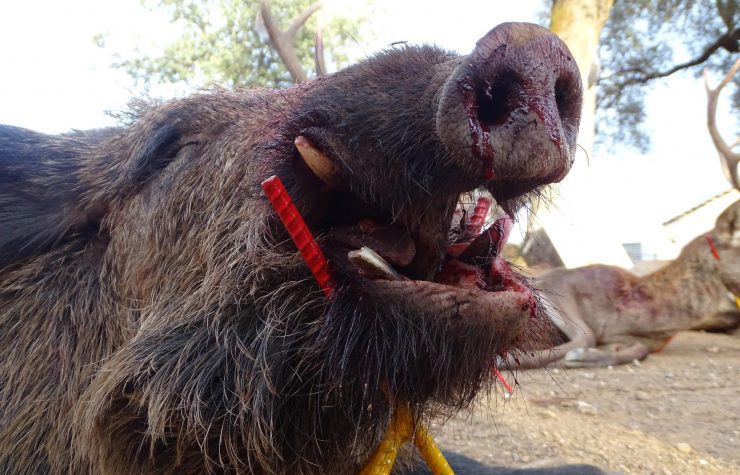 Montería en Cerro Gonzalo