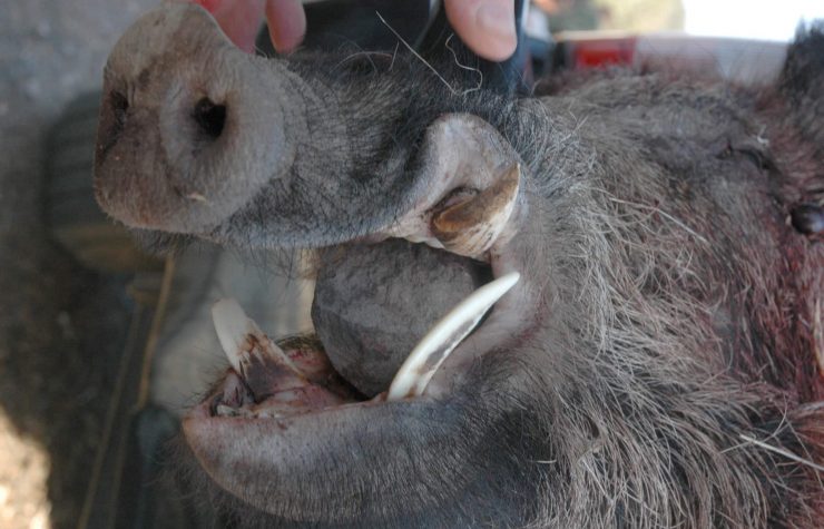 Montería en Mezquetillas
