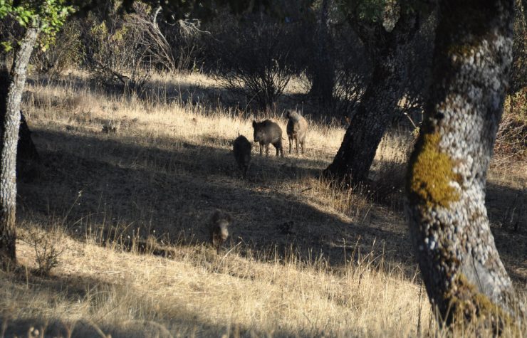Montería en Semillas