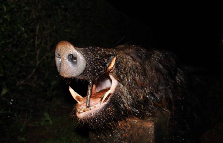 Montería en Sierra de San Mamés