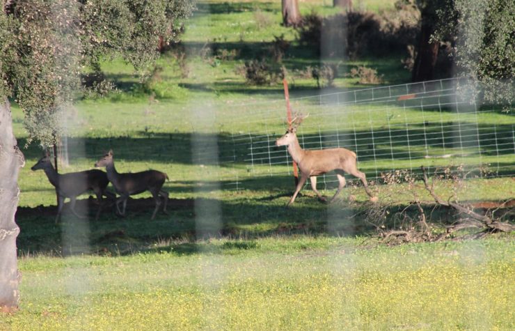 Montería en Terrias de arriba