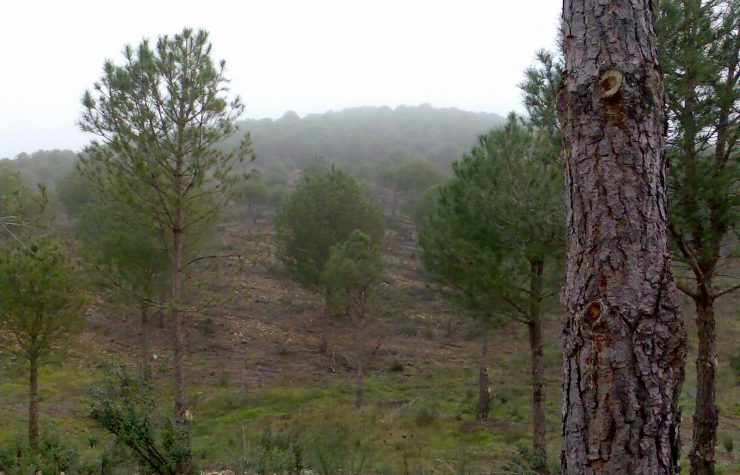Montería en La Senda