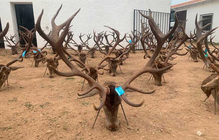 Montería en Valquejigoso