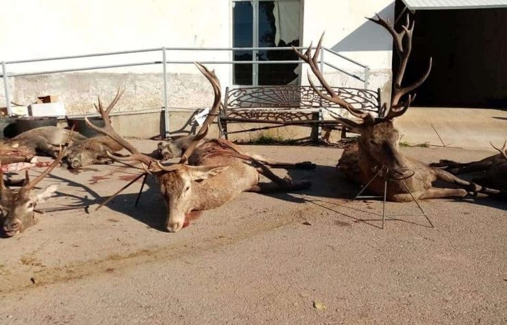 Montería en Peñaflor