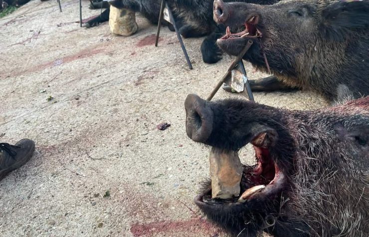 Montería en Cabrahigos II