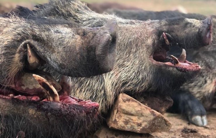 Montería en el Hontanar