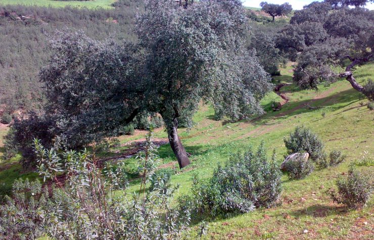 Montería en La Ramona