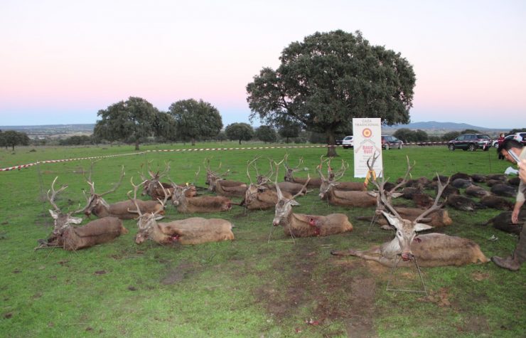 Montería en Zarzalejo