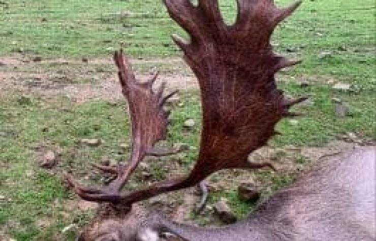 Montería en Merinos de Poniente y El Vaqueril