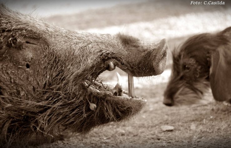 Montería en Casar De Elvira