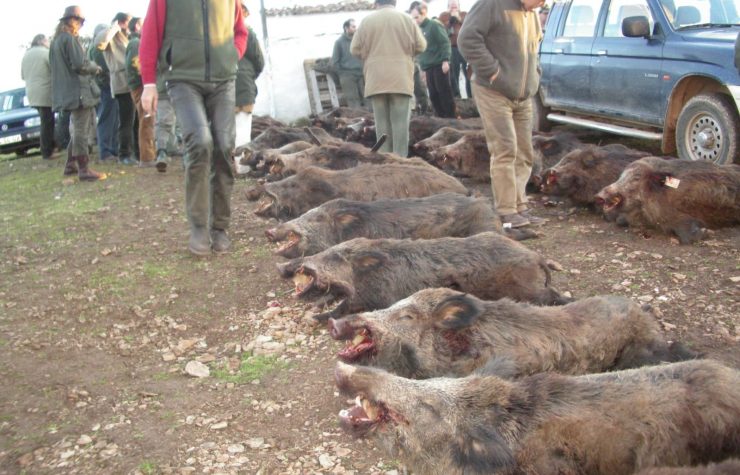 Montería en Umbría del Milanillo