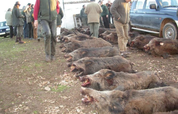 Montería en El Cerro