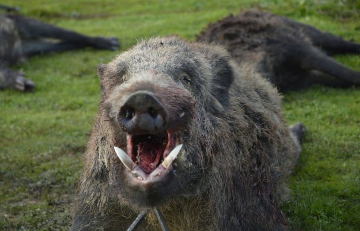 Montería en Montes de Granadilla.