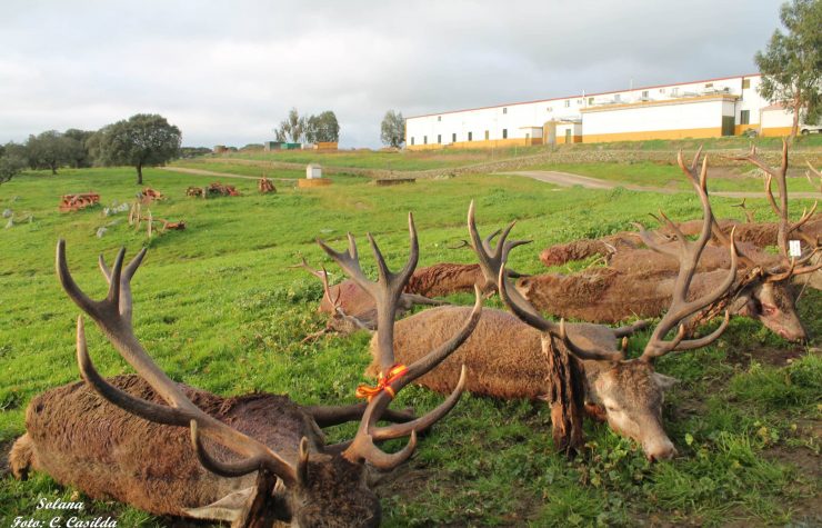 Montería en Dehesa de Solana.