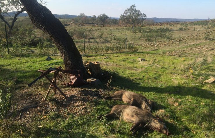 Montería en Pedrejon Bajo (El Tabaco)