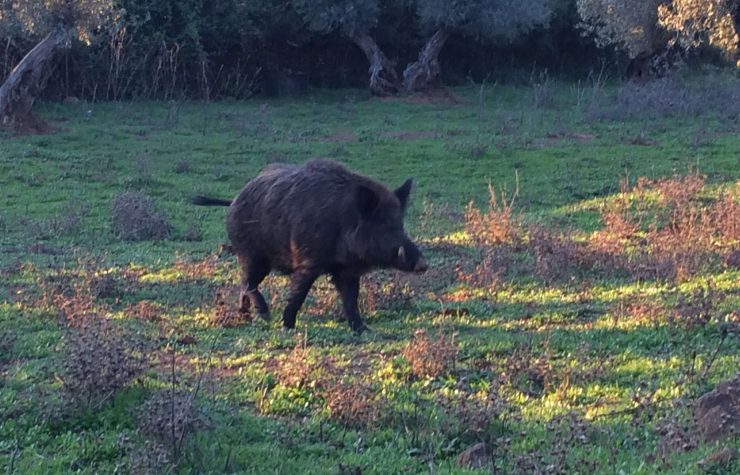 Montería en Fuente Caliente II