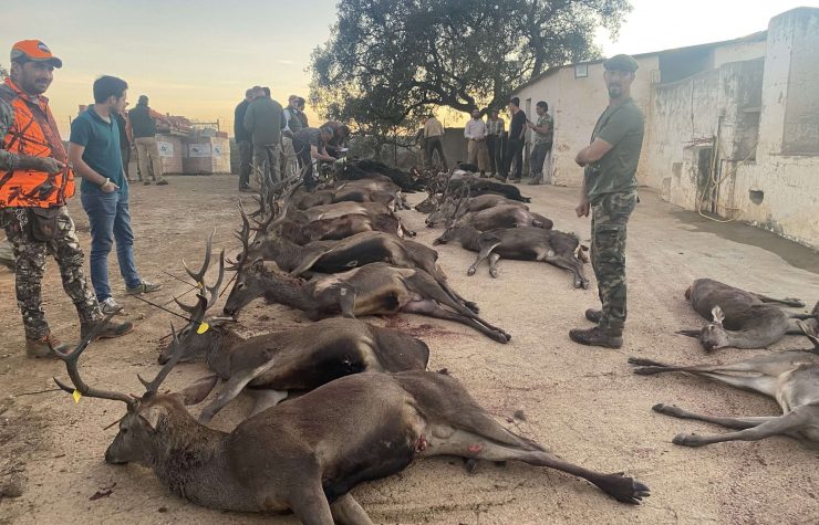 Montería en Santana