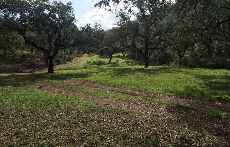 Montería en el Deheson de Ibañazos