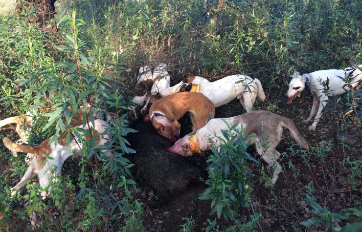 Montería en Fuente Caliente