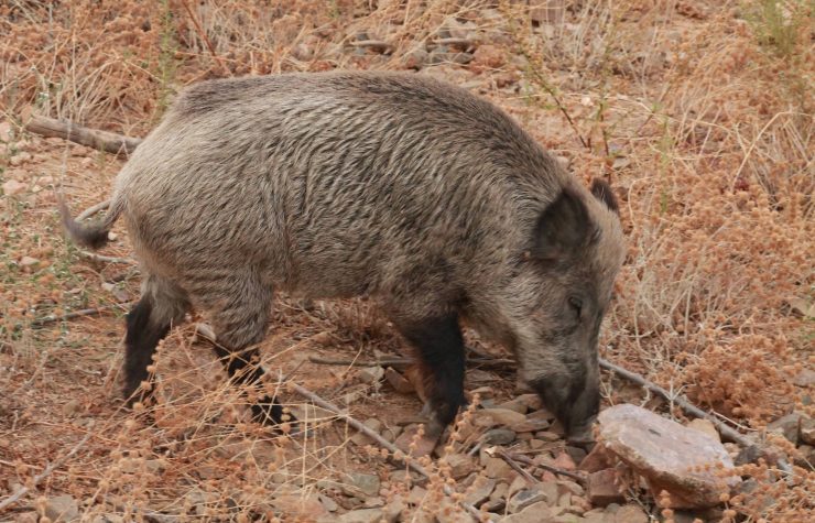 Montería en Tórtola