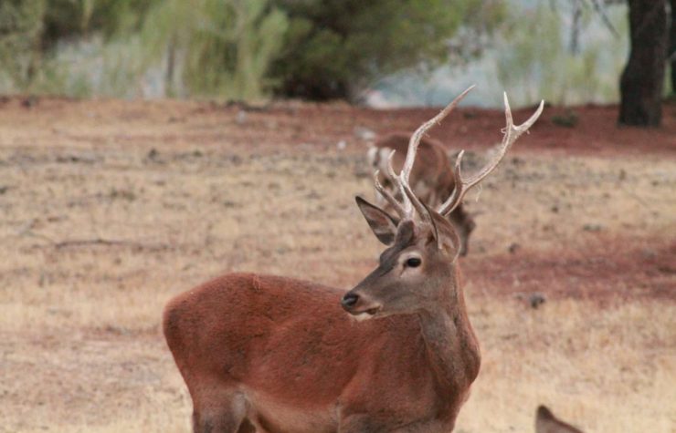 Montería en La Florida