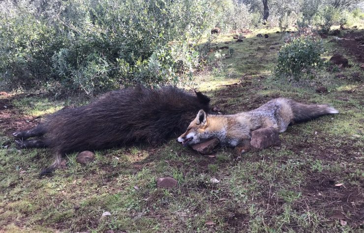 Montería en Ballesteros